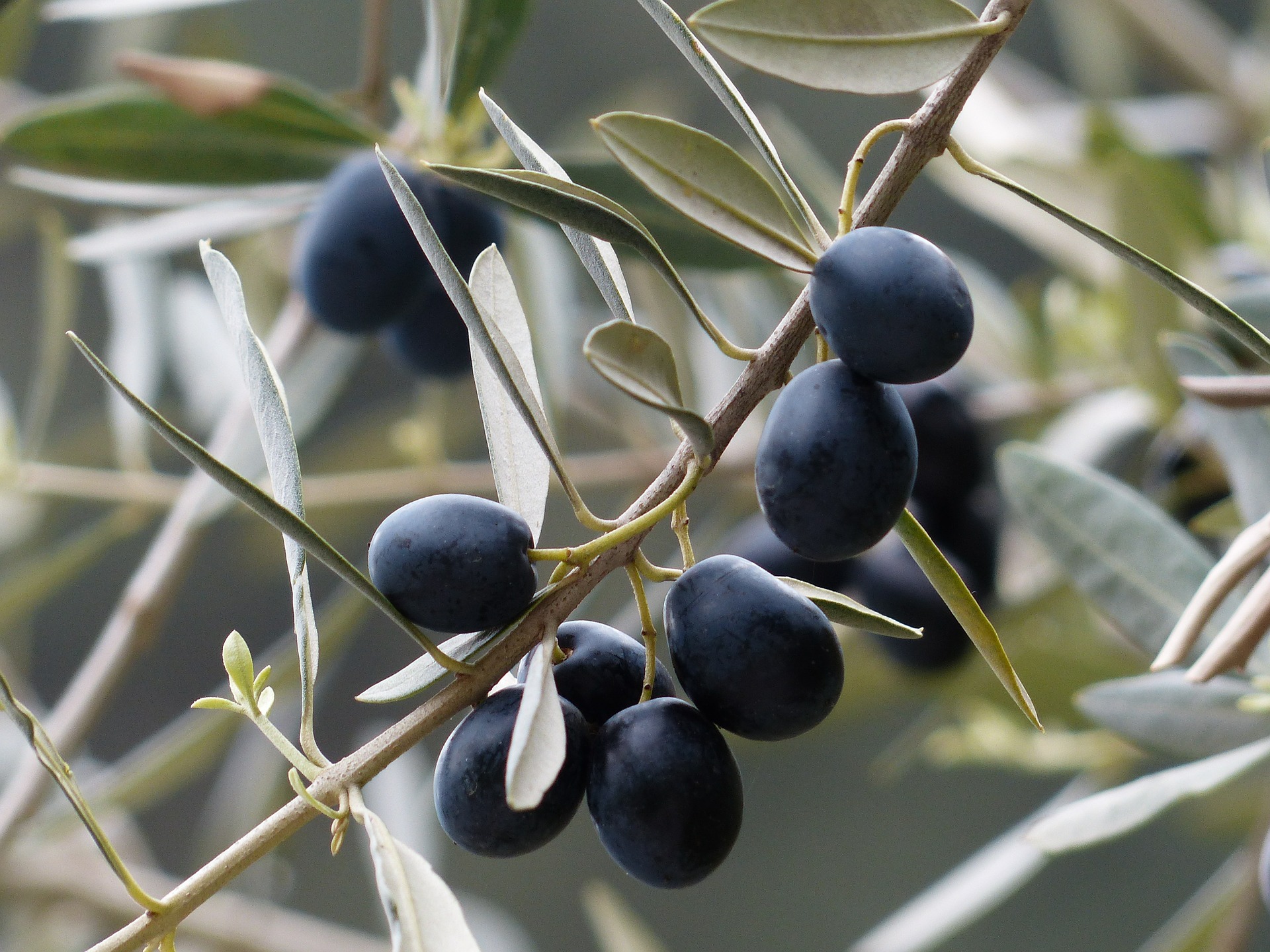 Olive Tree Mix