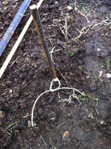 Rebar pounded into ground with small loops tied at ground level